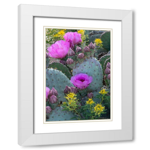 Utah Beavertail prickly pear cactus and Bee Plant-Factory Butte-Upper Blue Hills White Modern Wood Framed Art Print with Double Matting by Zimmerman, Judith