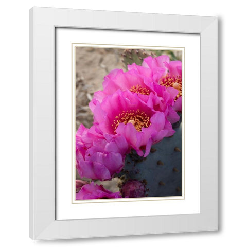 Utah Beavertail prickly pear cactus-Factory Butte-Upper Blue Hills White Modern Wood Framed Art Print with Double Matting by Zimmerman, Judith