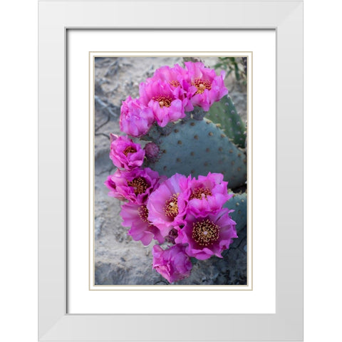Utah Beavertail prickly pear cactus-Factory Butte-Upper Blue Hills White Modern Wood Framed Art Print with Double Matting by Zimmerman, Judith