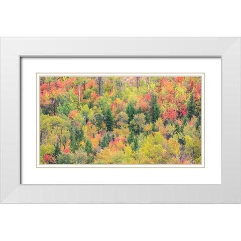 Utah-Logan Pass with Aspen and Maples in Fall Color White Modern Wood Framed Art Print with Double Matting by Gulin, Sylvia