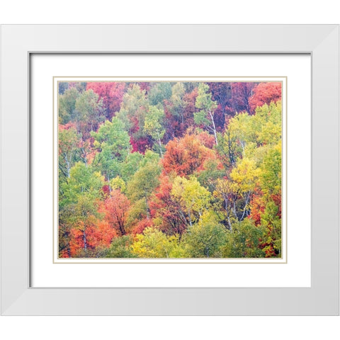 Utah-Logan Pass with Aspen and Maples in Fall Color White Modern Wood Framed Art Print with Double Matting by Gulin, Sylvia