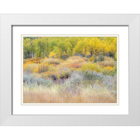 Utah-Logan Pass hillsides covered with Aspen grove in Fall Color White Modern Wood Framed Art Print with Double Matting by Gulin, Sylvia
