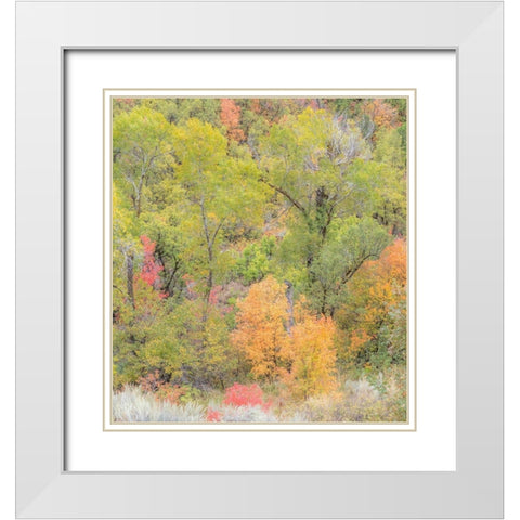 Utah Highway 39 heading west out of Wasatch Mountains with Autumn colors White Modern Wood Framed Art Print with Double Matting by Gulin, Sylvia