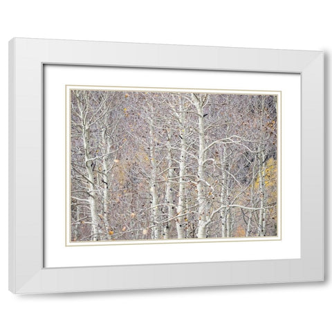 Utah-Wasatch Mountain Range Aspens just off of Highway 39 and Curtis Creek Rd White Modern Wood Framed Art Print with Double Matting by Gulin, Sylvia