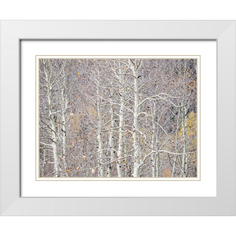 Utah-Wasatch Mountain Range Aspens just off of Highway 39 and Curtis Creek Rd White Modern Wood Framed Art Print with Double Matting by Gulin, Sylvia