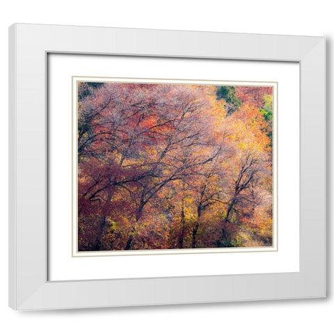 USA-Utah-east of Logan on highway 89 fall color on Canyon Maple White Modern Wood Framed Art Print with Double Matting by Gulin, Sylvia