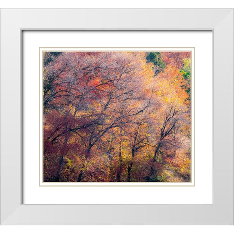 USA-Utah-east of Logan on highway 89 fall color on Canyon Maple White Modern Wood Framed Art Print with Double Matting by Gulin, Sylvia