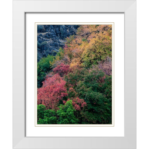 USA-Utah-east of Logan on highway 89 fall color on Canyon Maple White Modern Wood Framed Art Print with Double Matting by Gulin, Sylvia