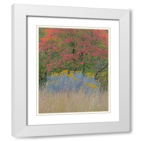 USA-Utah-east of Logan on highway 89 fall color Canyon Maple and Rabbit bush White Modern Wood Framed Art Print with Double Matting by Gulin, Sylvia