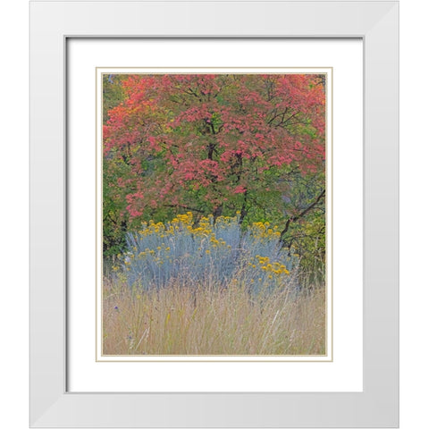 USA-Utah-east of Logan on highway 89 fall color Canyon Maple and Rabbit bush White Modern Wood Framed Art Print with Double Matting by Gulin, Sylvia