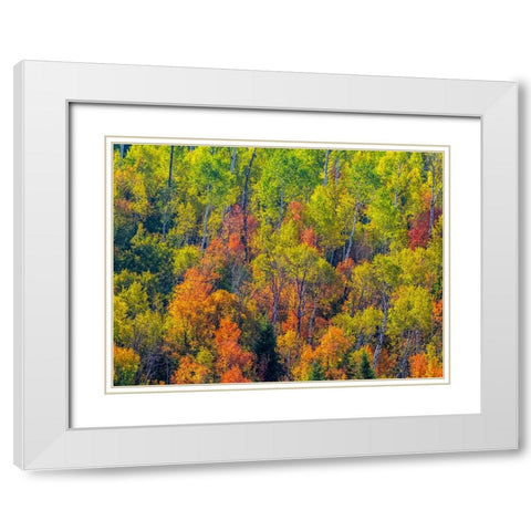 USA-Utah-east of Logan on highway 89 fall color Canyon Maple and Aspens White Modern Wood Framed Art Print with Double Matting by Gulin, Sylvia