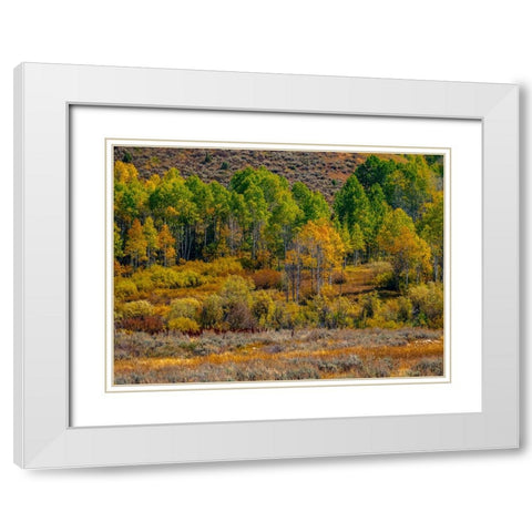 USA-Utah-east of Logan on highway 89 fall color Aspens near Logan Pass White Modern Wood Framed Art Print with Double Matting by Gulin, Sylvia