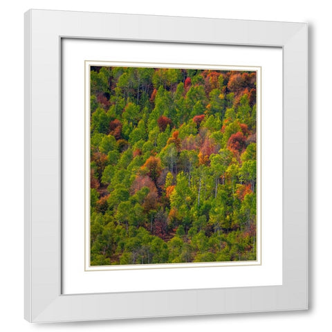 USA-Utah-east of Logan on highway 89 and Aspen Grove and Canyon Maple in autumn colors White Modern Wood Framed Art Print with Double Matting by Gulin, Sylvia