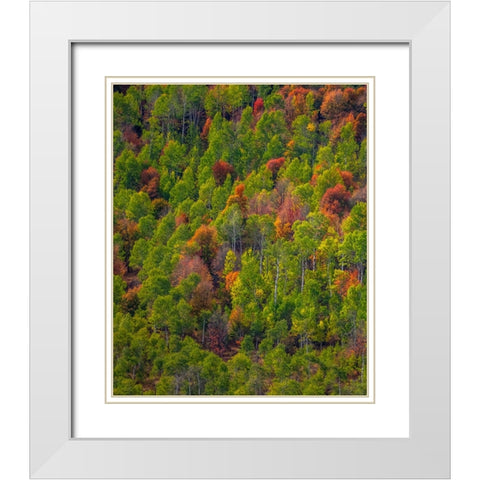 USA-Utah-east of Logan on highway 89 and Aspen Grove and Canyon Maple in autumn colors White Modern Wood Framed Art Print with Double Matting by Gulin, Sylvia