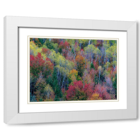 USA-Utah-east of Logan on highway 89 and Aspen Grove and Canyon Maple in autumn colors White Modern Wood Framed Art Print with Double Matting by Gulin, Sylvia