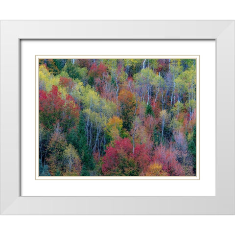 USA-Utah-east of Logan on highway 89 and Aspen Grove and Canyon Maple in autumn colors White Modern Wood Framed Art Print with Double Matting by Gulin, Sylvia