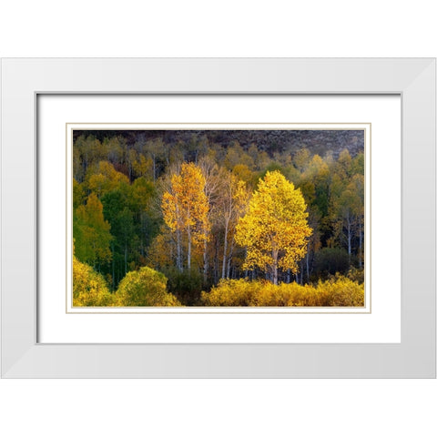 USA-Utah-east of Logan on highway 89 and Aspens in fall color with back lighting and sun beam White Modern Wood Framed Art Print with Double Matting by Gulin, Sylvia