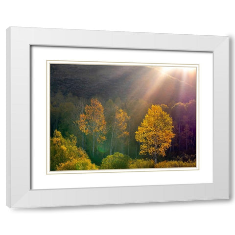 USA-Utah-east of Logan on highway 89 and Aspens in fall color with back lighting and sun beam White Modern Wood Framed Art Print with Double Matting by Gulin, Sylvia