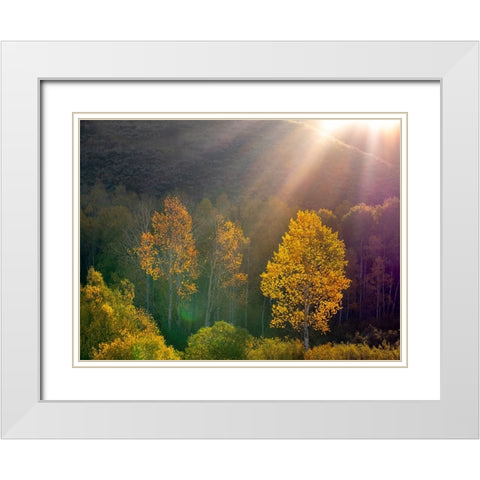 USA-Utah-east of Logan on highway 89 and Aspens in fall color with back lighting and sun beam White Modern Wood Framed Art Print with Double Matting by Gulin, Sylvia