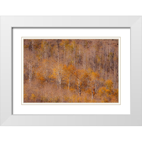 USA-Utah-Woodruff aspen trees along highway 39 White Modern Wood Framed Art Print with Double Matting by Gulin, Sylvia