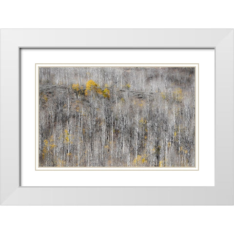 USA-Utah-Woodruff aspen trees along highway 39 White Modern Wood Framed Art Print with Double Matting by Gulin, Sylvia