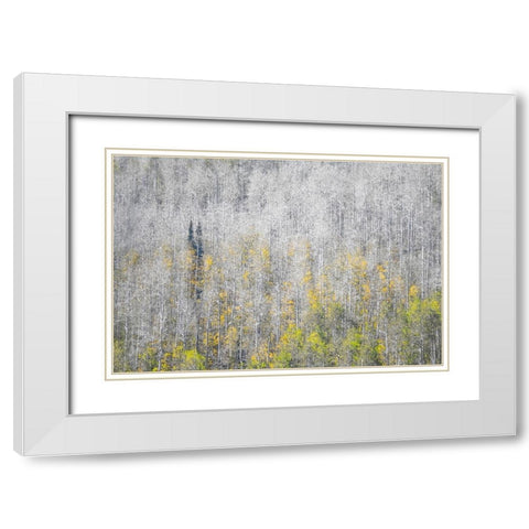 USA-Utah-Woodruff aspen trees along highway 39 White Modern Wood Framed Art Print with Double Matting by Gulin, Sylvia