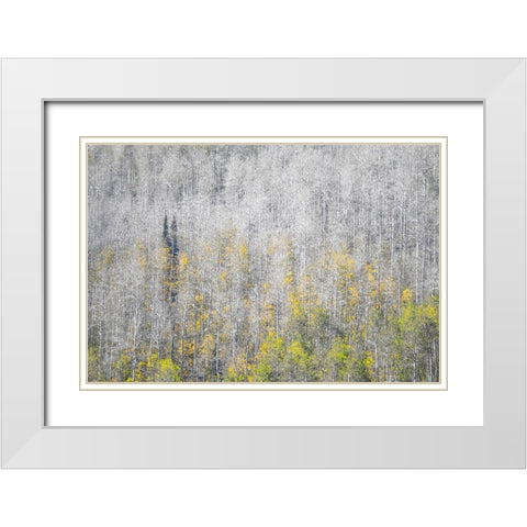USA-Utah-Woodruff aspen trees along highway 39 White Modern Wood Framed Art Print with Double Matting by Gulin, Sylvia