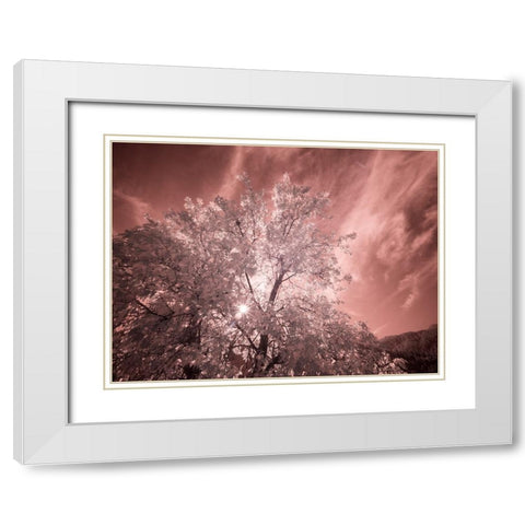 USA-Utah-Infrared of the Logan Pass area White Modern Wood Framed Art Print with Double Matting by Eggers, Terry