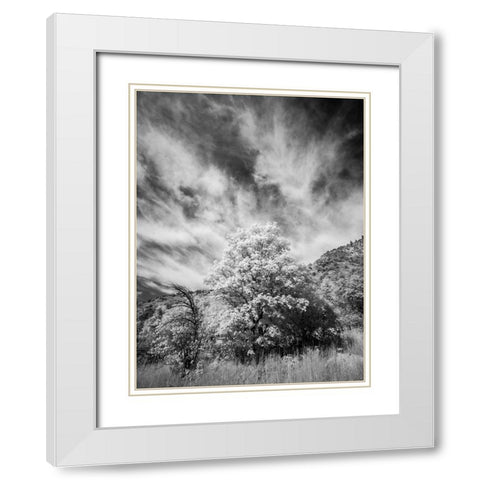 USA-Utah-Infrared of the Logan Pass area and lone tree White Modern Wood Framed Art Print with Double Matting by Eggers, Terry