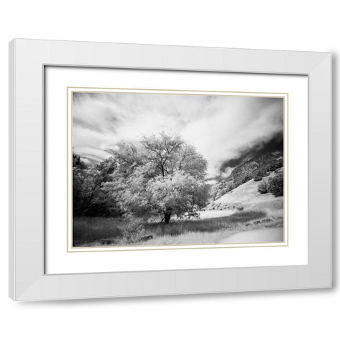 USA-Utah-Infrared of the Logan Pass area and lone tree White Modern Wood Framed Art Print with Double Matting by Eggers, Terry