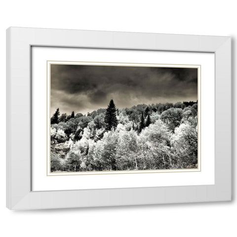 USA-Utah-Aspen Grove in infrared of the Logan Pass area White Modern Wood Framed Art Print with Double Matting by Eggers, Terry
