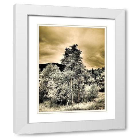 USA-Utah-Aspen Grove in infrared of the Logan Pass area White Modern Wood Framed Art Print with Double Matting by Eggers, Terry