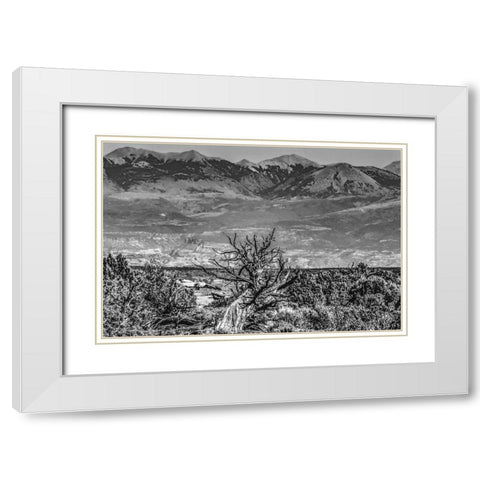 Black and white old wood branch- Abajo Mountains- Canyonlands National Park- Moab- Utah. White Modern Wood Framed Art Print with Double Matting by Perry, William