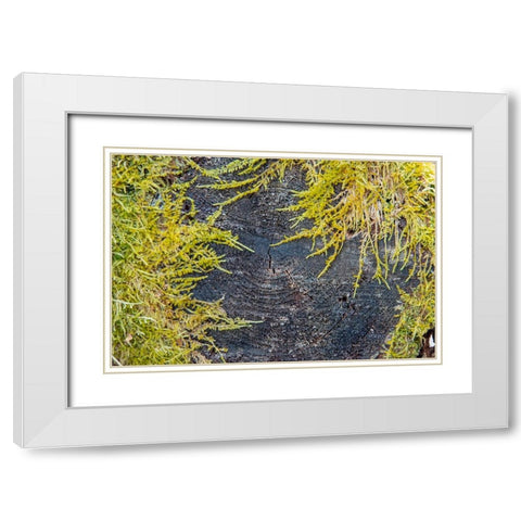 USA-Vermont-Morrisville-Jopson Lane-moss covering end of log White Modern Wood Framed Art Print with Double Matting by Jones, Allison