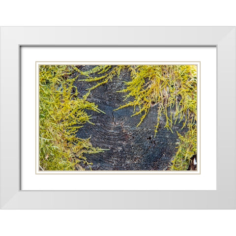 USA-Vermont-Morrisville-Jopson Lane-moss covering end of log White Modern Wood Framed Art Print with Double Matting by Jones, Allison