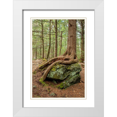 USA-Vermont-Morrisville Sterling Forest-tree with roots spread over lichen covered rocks White Modern Wood Framed Art Print with Double Matting by Jones, Allison