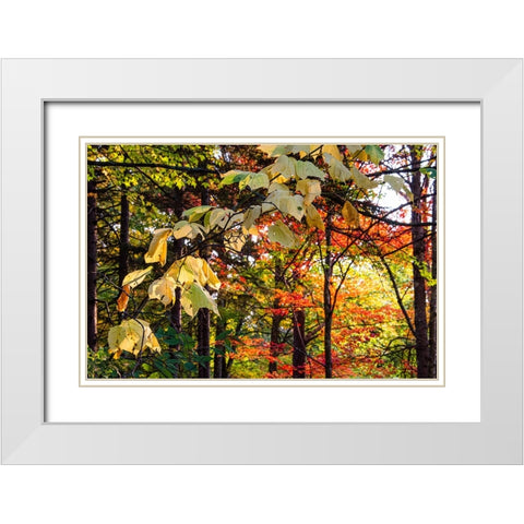 USA-Vermont-Morrisville-Jopson Lane Fall foliage White Modern Wood Framed Art Print with Double Matting by Jones, Allison