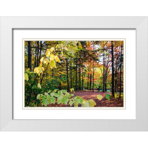 USA-Vermont-Morrisville-Jopson Lane Fall foliage White Modern Wood Framed Art Print with Double Matting by Jones, Allison