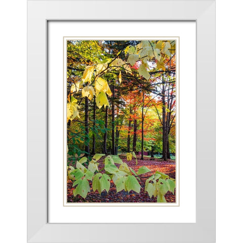 USA-Vermont-Morrisville-Jopson Lane Fall foliage White Modern Wood Framed Art Print with Double Matting by Jones, Allison