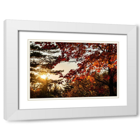USA-Vermont-Morrisville-Jopson Lane Fall foliage White Modern Wood Framed Art Print with Double Matting by Jones, Allison