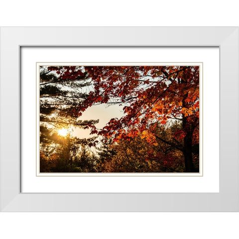 USA-Vermont-Morrisville-Jopson Lane Fall foliage White Modern Wood Framed Art Print with Double Matting by Jones, Allison