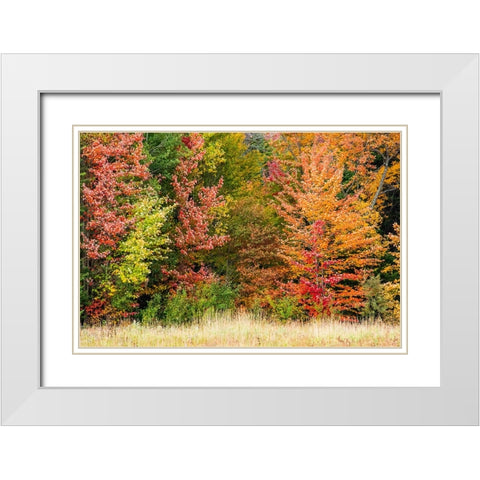 USA-Vermont-Morrisville Lyle McKee Road-fall foliage White Modern Wood Framed Art Print with Double Matting by Jones, Allison