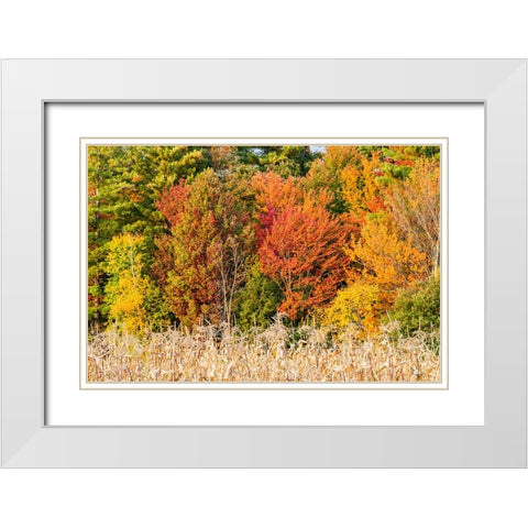 USA-Vermont-Morrisville Lyle McKee Road-fall foliage White Modern Wood Framed Art Print with Double Matting by Jones, Allison