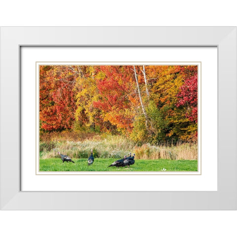 USA-Vermont-Morrisville Lyle McKee Road-fall foliage-flock of wild turkeys White Modern Wood Framed Art Print with Double Matting by Jones, Allison