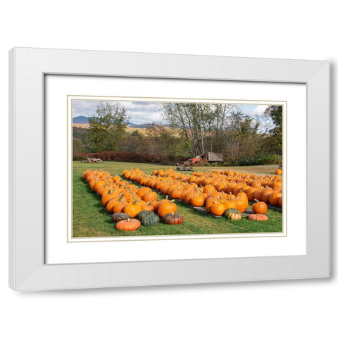 USA-Vermont-Stowe-West Hill Rd-pumpkin field White Modern Wood Framed Art Print with Double Matting by Jones, Allison