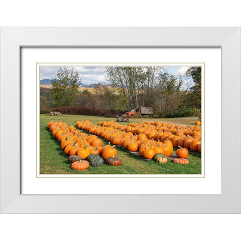 USA-Vermont-Stowe-West Hill Rd-pumpkin field White Modern Wood Framed Art Print with Double Matting by Jones, Allison