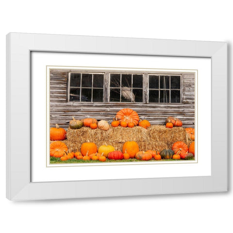 USA-Vermont-Stowe-West Hill Rd-pumpkin field White Modern Wood Framed Art Print with Double Matting by Jones, Allison