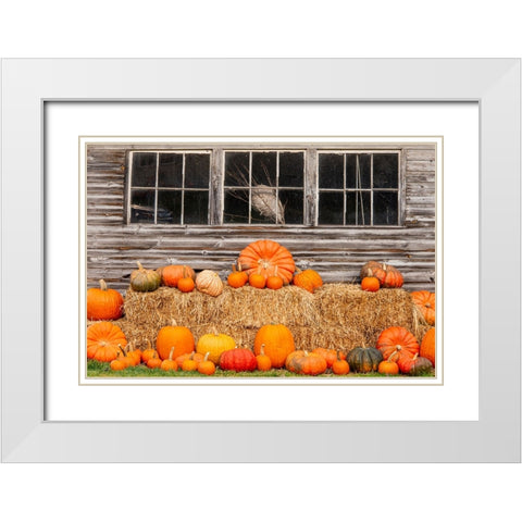 USA-Vermont-Stowe-West Hill Rd-pumpkin field White Modern Wood Framed Art Print with Double Matting by Jones, Allison