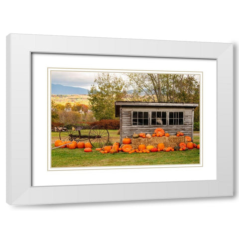 USA-Vermont-Stowe-West Hill Rd-pumpkin field White Modern Wood Framed Art Print with Double Matting by Jones, Allison