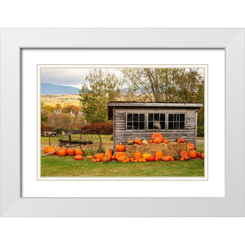 USA-Vermont-Stowe-West Hill Rd-pumpkin field White Modern Wood Framed Art Print with Double Matting by Jones, Allison